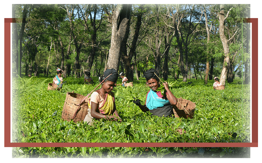 Leisure Walks in the Tea Garden