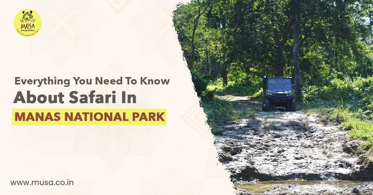 Everything You Need to Know About Safari in Manas National Park