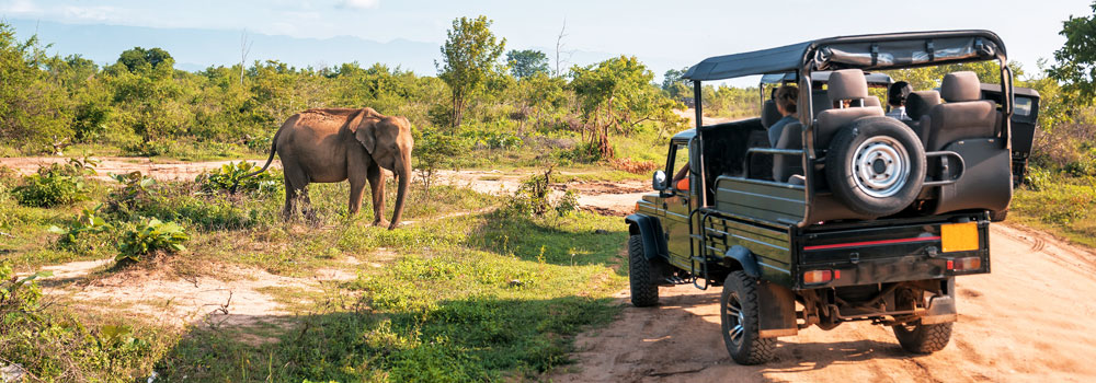 Manas National Park Safari