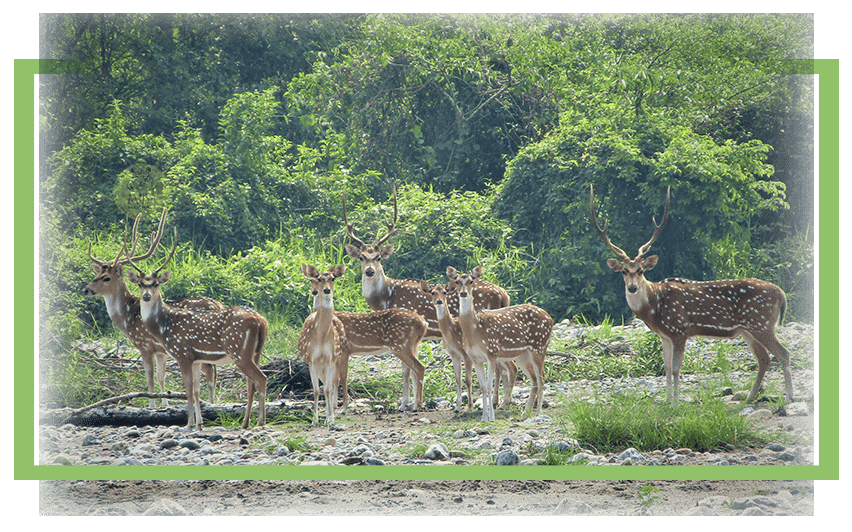 Raimona National Park